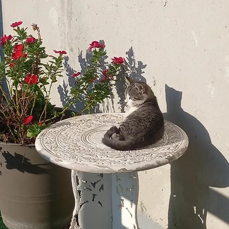 Sweet Garden Marconia